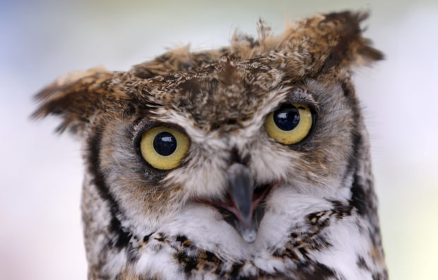 Animal shots of the week